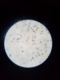 Parasola conopilea image
