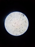 Parasola conopilea image