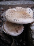 Hebeloma crustuliniforme image