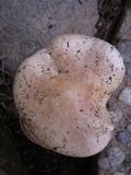Hebeloma crustuliniforme image