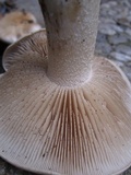 Hebeloma crustuliniforme image