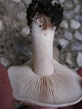 Hebeloma crustuliniforme image