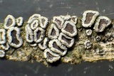 Myriolecis hagenii image
