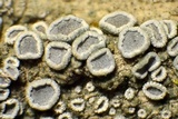 Myriolecis hagenii image