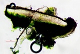 Myriolecis hagenii image