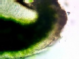 Myriolecis hagenii image