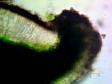Myriolecis hagenii image