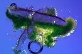 Myriolecis hagenii image