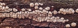 Xylobolus frustulatus image
