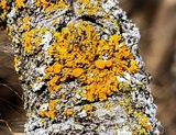 Oxneria fallax image