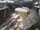 Pleurotus dryinus image