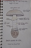 Amanita muscaria var. alba image