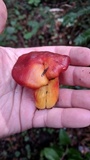 Hygrocybe punicea image