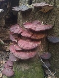 Ganoderma sessile image
