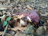 Russula vinacea image