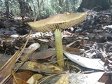 Cortinarius corrugatus image