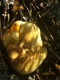 Neolentinus lepideus image