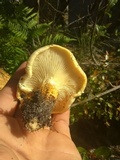 Neolentinus lepideus image