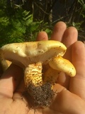 Neolentinus lepideus image