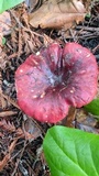 Russula xerampelina image