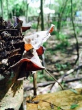 Auricularia polytricha image