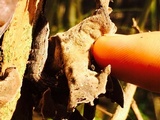 Auricularia polytricha image