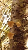 Trametes ochracea image