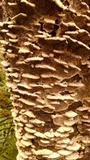 Bjerkandera adusta image