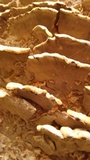 Bjerkandera adusta image