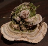 Trametes gibbosa image