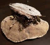 Trametes gibbosa image