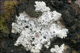 Diploschistes muscorum image
