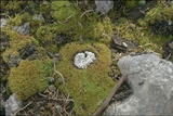 Diploschistes muscorum image