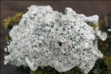 Diploschistes muscorum image
