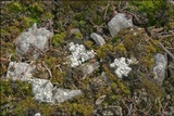 Diploschistes muscorum image