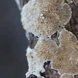 Trichaptum abietinum image