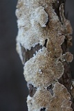 Trichaptum abietinum image