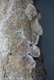 Trichaptum abietinum image