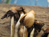 Psilocybe semilanceata image