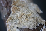 Trichaptum abietinum image