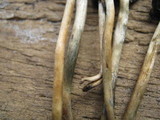 Psilocybe semilanceata image