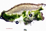 Myriolecis dispersa image