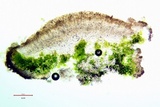 Myriolecis dispersa image