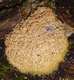 Fuligo septica image