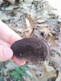 Nigroporus vinosus image