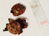 Myriostoma coliforme image