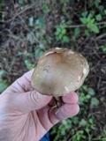Melanoleuca evenosa image
