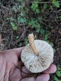 Melanoleuca evenosa image