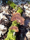 Daedaleopsis tricolor image