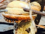 Ganoderma meredithiae image